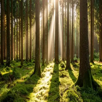 Wald in Deutschland.