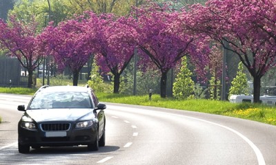 Ein Kombi fährt auf einer Straße mit blühenden Kirschbäumen.