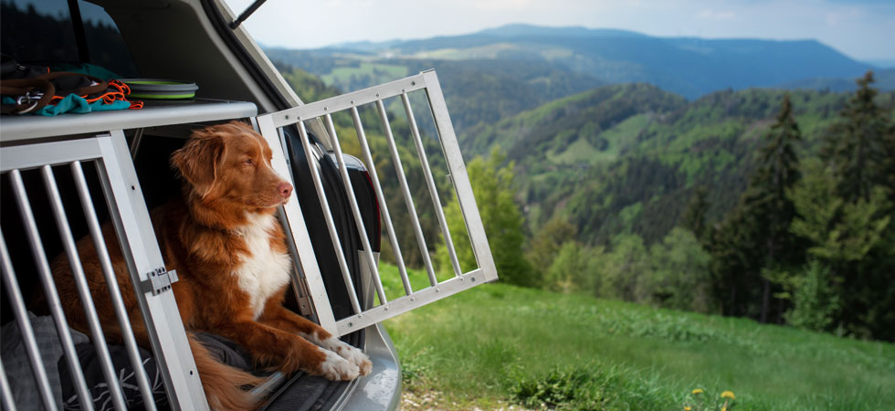 Hund im Auto verkehrssicher transportieren