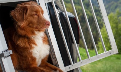 Hund in einer Transportbox im Kofferraum.
