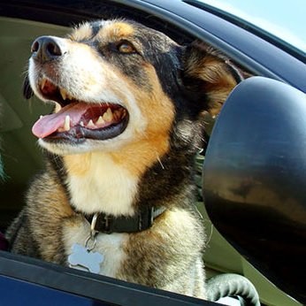 Hund dürfen bei Hitze nicht im Auto zurückgelassen werden. Hohe Temperaturen sind lebensbedrohlich für Tiere.