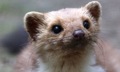 Marder können großen Schaden am Auto anrichten.