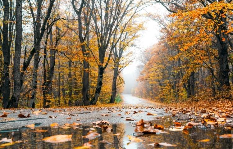 Herbstlaub und Pfützen können für Aquaplaning sorgen.
