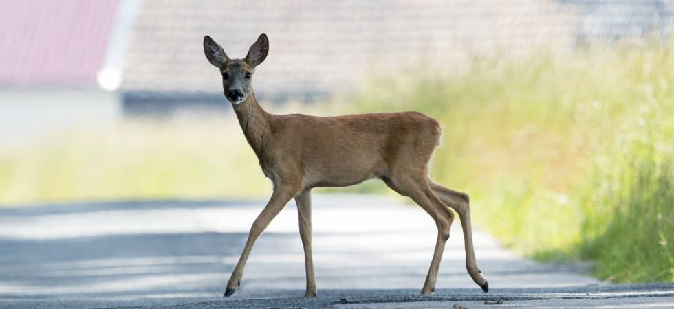 Wild auf der Straße. 