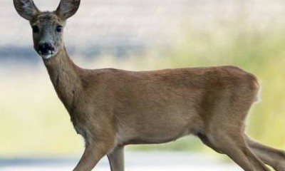 Wild auf der Straße. 